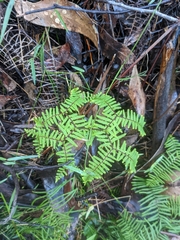 Gleichenia