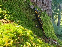 Salamandra salamandra