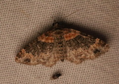 Xanthorhoe ferrugata