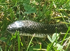 Pantherophis alleghaniensis