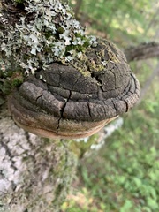 Phellinus tremulae