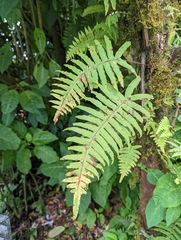 Polypodiaceae