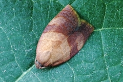 Cacoecimorpha pronubana