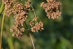 Scirpus pedicellatus