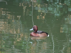 Aythya nyroca