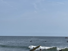 Megaptera novaeangliae