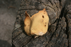 Otidea onotica