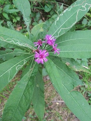 Vernonia