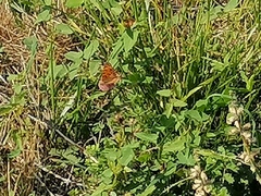 Nymphalidae