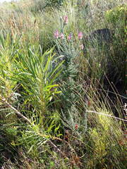 Phaenocoma prolifera