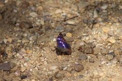 Apatura ilia