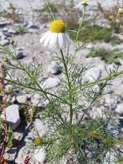 Tripleurospermum