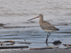 Limosa lapponica