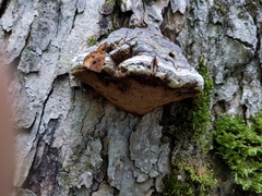 Fomes fomentarius