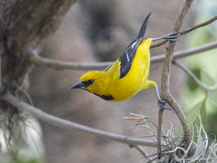 Icterus nigrogularis