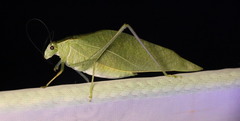 Microcentrum rhombifolium