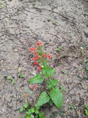 Salvia coccinea