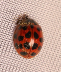 Hesperomyces harmoniae
