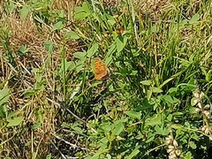 Nymphalidae
