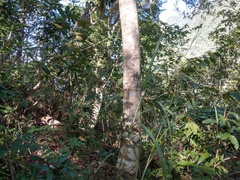 Callicarpa formosana formosana