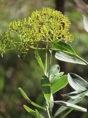 Bupleurum fruticosum