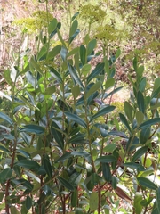 Bupleurum fruticosum