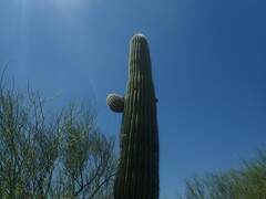 Carnegiea gigantea