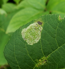 Phyllonorycter