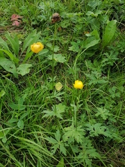 Trollius europaeus