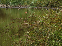 Cladium mariscus mariscus