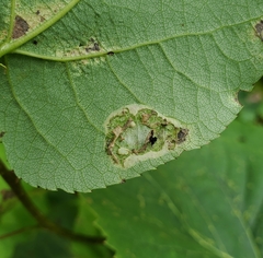 Phyllonorycter
