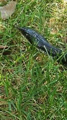 Pantherophis alleghaniensis