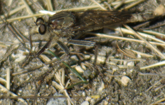 Proctacanthus milbertii