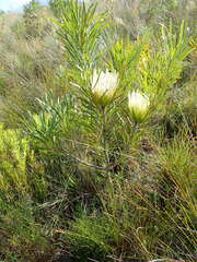 Protea repens