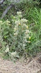 Hermannia althaeifolia