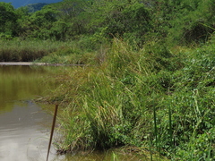 Cladium mariscus mariscus