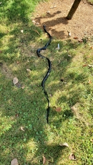 Pantherophis alleghaniensis