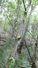 Sarcochilus australis