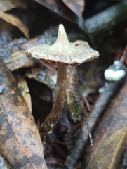 Cortinarius acutus