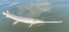 Lepisosteus osseus