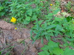Hieracium tridentatum