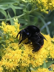 Bombus