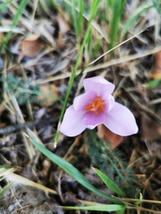 Colchicum