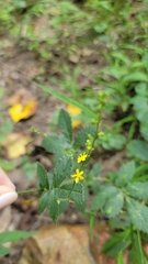 Agrimonia gryposepala