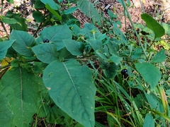 Atropa belladonna