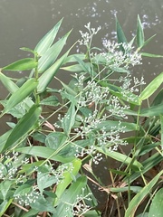 Eupatorium serotinum