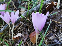 Colchicum