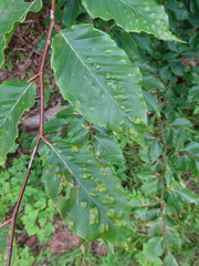 Acalitus ferrugineum