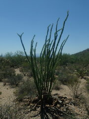 Fouquieria splendens