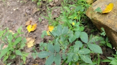 Agrimonia gryposepala